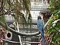 El guacamayo de Spix extinto en Brasil se reproduce con xito en Islas Canarias | BahVideo.com