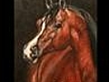 Horse Breeds of the World- Arabian | BahVideo.com