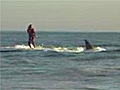 Shark Surfing | BahVideo.com