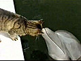 Le chat et les dauphins | BahVideo.com