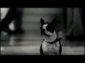 The Shelter Pet Project | BahVideo.com