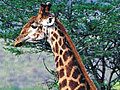 Giraffe Movie Prank | BahVideo.com