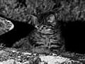 Wildcat kittens | BahVideo.com