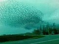 Insane Bird Flock | BahVideo.com