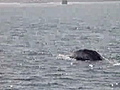 Detoured whale attracts crowds | BahVideo.com