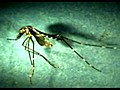 Ecologists hunt aggressive mosquito in western US | BahVideo.com