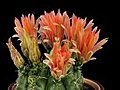 Time-lapse Of Red Cactus Buds Blooming 7 Isolated On Black Stock Footage | BahVideo.com