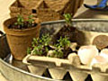 Start Spring Seeds in Easy Pots | BahVideo.com