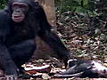 Animals Chimps Face Death Like Humans Do | BahVideo.com