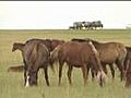 Biodiversity of the Mongolian Eastern Steppes | BahVideo.com