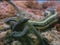 Les concombres de mer ses tranges cr atures des profondeurs | BahVideo.com