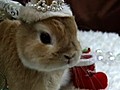 Year of the Rabbit | BahVideo.com