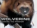 Nature Wolverine Chasing the Phantom | BahVideo.com