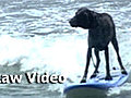 Surfing Dogs Hang 20 | BahVideo.com