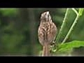 Song Sparrow 1 | BahVideo.com