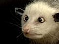 Opossum becomes new media star | BahVideo.com