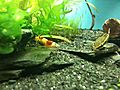 Pregnant crystal red shrimp and Otocinclus | BahVideo.com