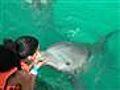 Dolphin Kisses in Cancun | BahVideo.com