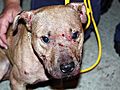 Dogfighting Raid Nets 23 Arrests | BahVideo.com