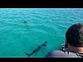 Big Shark | BahVideo.com