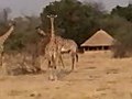 Kuyenda Bush Camp - Africa Safari Camp - South Luangwa Park - Zambia Wildlife  | BahVideo.com