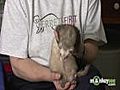 Learn how to Take Care of a Ferret - Behavior  | BahVideo.com