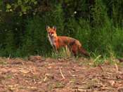 Family of foxes enjoying the summer | BahVideo.com