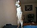 Standing Cat | BahVideo.com