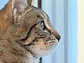 Katzen - Ihr Weg zum Haustier | BahVideo.com
