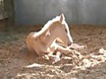 Baby Horses Rescued by Last Chance Corral | BahVideo.com