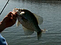 Crappie Fishing On Lake Barkley | BahVideo.com