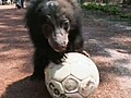 Animal kingdom gets in the World Cup spirit | BahVideo.com