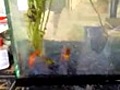New Fish | BahVideo.com