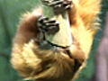 News Zoo Logic Golden Lion Tamarin | BahVideo.com