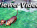 One resourceful dog  | BahVideo.com