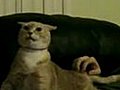 Cat Puppet | BahVideo.com