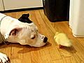 Duck and Dog | BahVideo.com