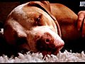 Buddha Dog Animal Massage on Pit Boss  | BahVideo.com