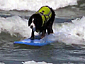California Beach Surfing Dogs | BahVideo.com
