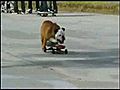 Skater Dog | BahVideo.com