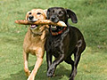 Pet Expert Joseph Giannini Dances with Dogs | BahVideo.com