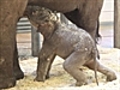 Elephant s first steps | BahVideo.com
