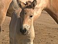 Przewalski s Horses | BahVideo.com