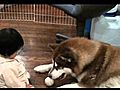 Husky to play ball  | BahVideo.com