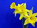 Time-lapse Of Yellow Narcissus Flowers Opening 1 Stock Footage | BahVideo.com