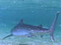 Shark Week What Sharks Eat | BahVideo.com