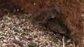 Australian wheat s mice plague | BahVideo.com