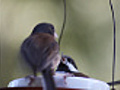 baby bird defends food bowl | BahVideo.com