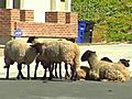 Flock Of Sheep Surprises City Neighborhood | BahVideo.com