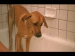 Ameriquest How to dry a dog | BahVideo.com